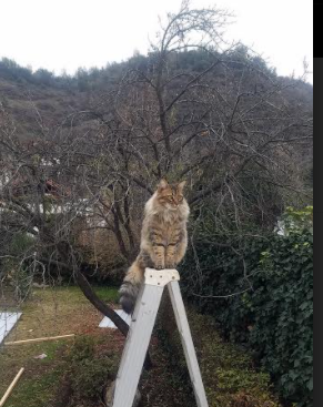 跨次元篮球,当吉林虎啸盐湖城,莫兰特在总决赛开启接管模式