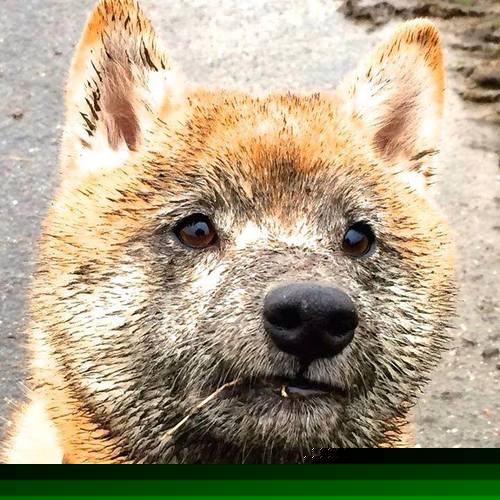 英格拉姆的隔空接管,当NBA冷门与意甲焦点战被同一个名字串联