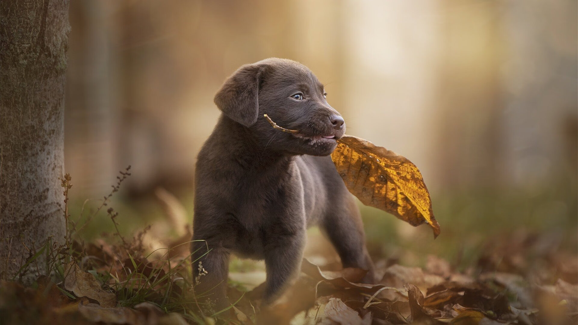 统治力的两种面孔，当猛龙的锋芒遇上米切尔的獠牙