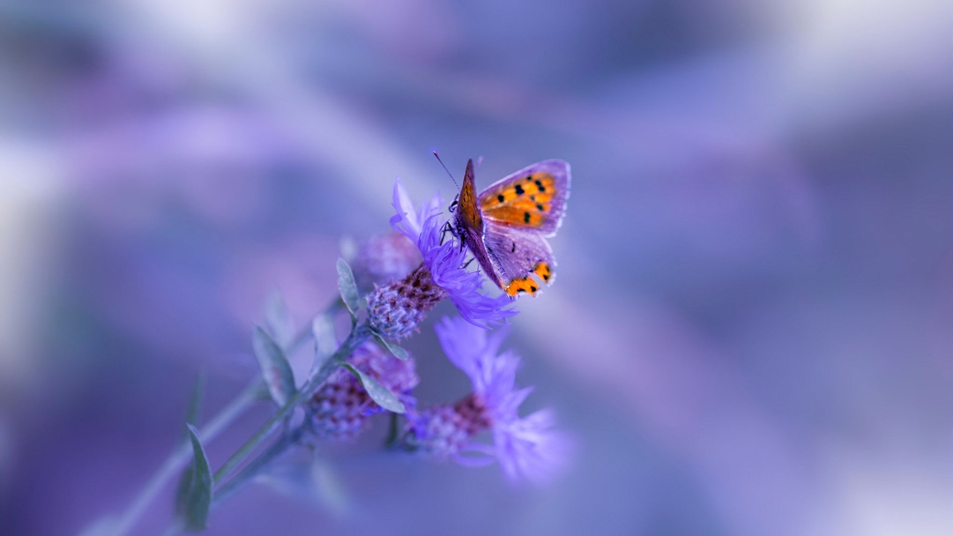 绿茵教科书，维尼修斯如何用一场大师课，映照拜仁鏖战那不勒斯的现代足球密码