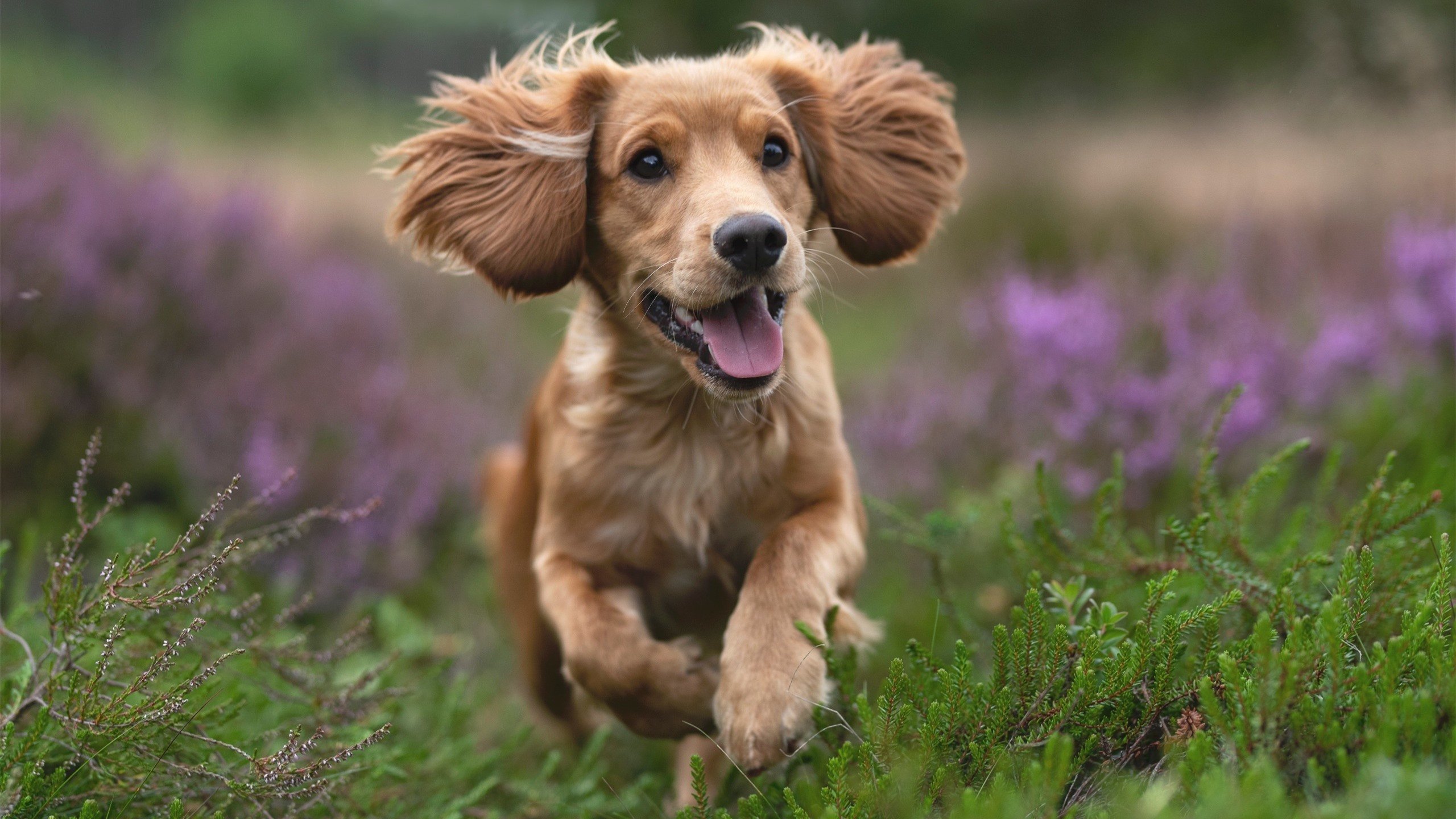 当安菲尔德之子身披红牛战袍，孙兴慜的生涯之夜，在背叛与证明中闪耀