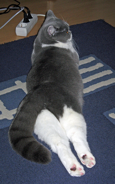 沙漠中的苏亚雷斯，当摩洛哥绿潮淹没埃及法老