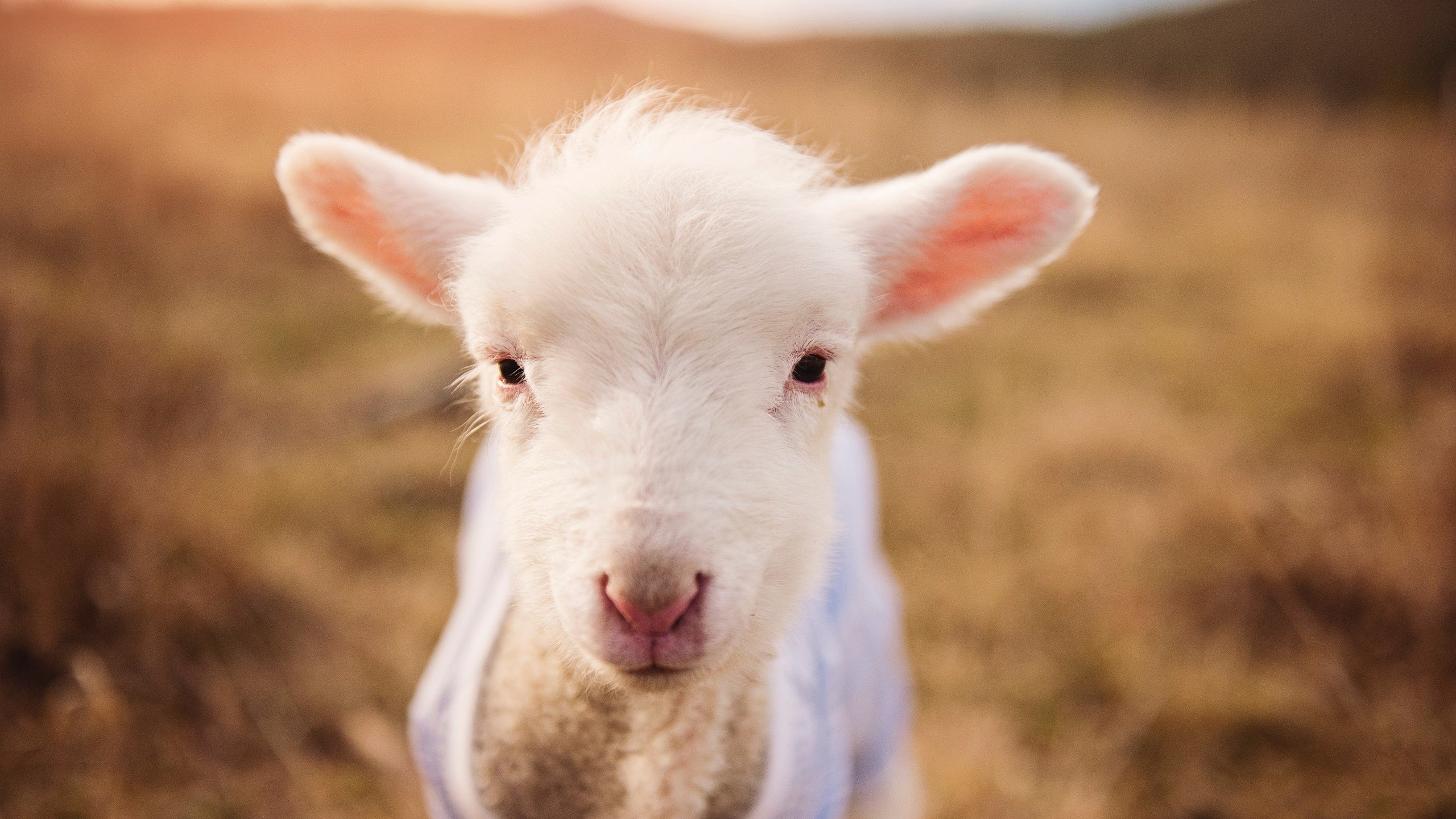勇士三分雨浇灭紫金余晖，布伦森万花筒绽放见证新时代序章