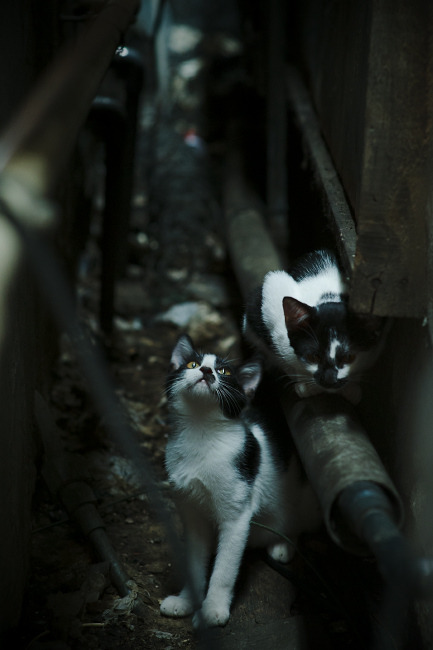 暴力美学！西班牙85分钟手术刀终结瑞士叹息之墙，基耶萨替补席杀出演绎上帝之手