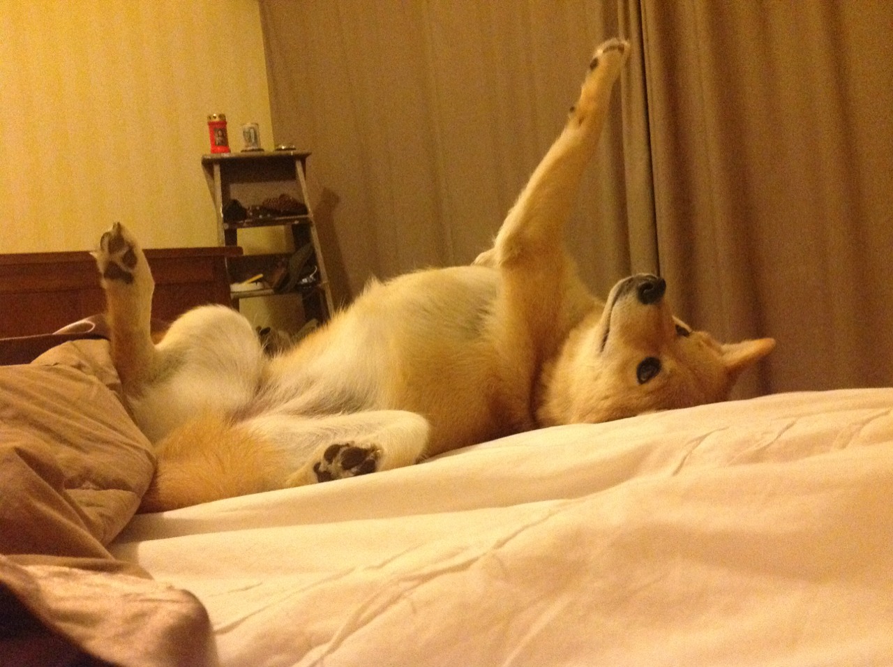 戈贝尔化身胜负手，篮网险胜猛龙—内线巨塔的统治之夜