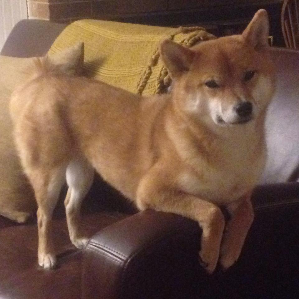 时空折叠，当广东队速胜太阳遇见伦纳德在意甲焦点战接管比赛