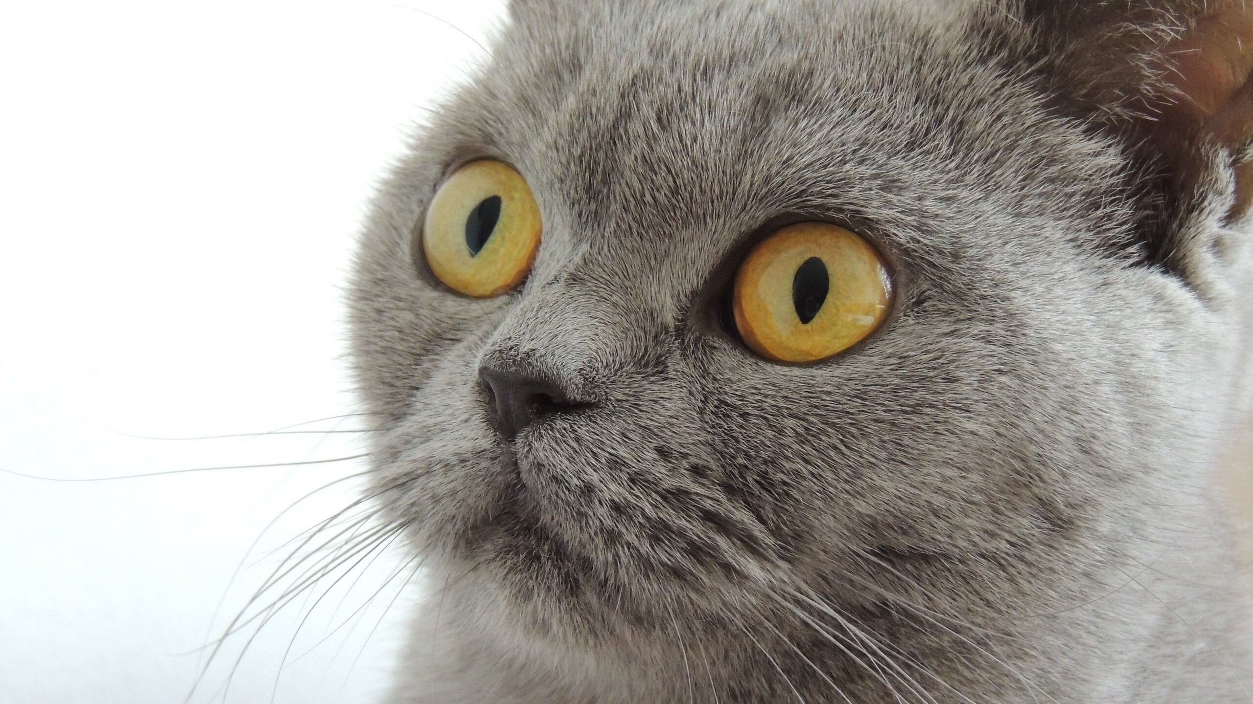 利刃破晓，拉梅洛终场三分绝杀，雷霆险胜吉林